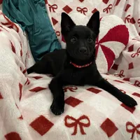 Lady, a female Schipperke for sale in Greenwell Springs, LA – Photo 3 of 4