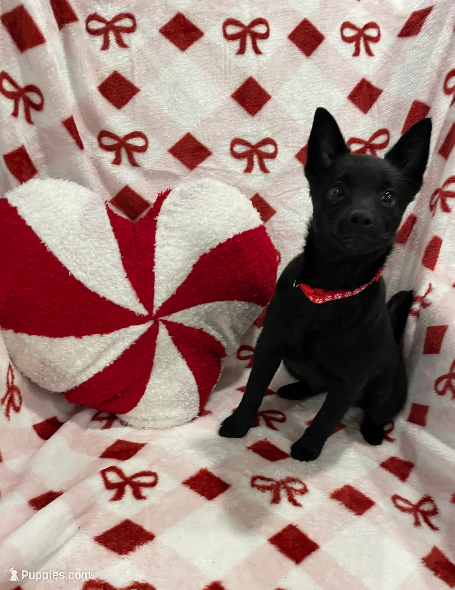 Lady, a female Schipperke for sale in Greenwell Springs, LA – Photo 2 of 4