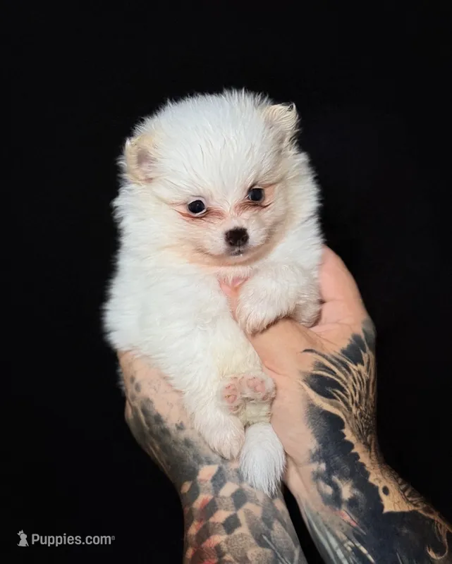 Chop-Suey – Pomeranian puppy for sale in Miami, FL
