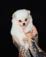 Chop-Suey, a male Pomeranian for sale in Miami, FL – 1 of 2