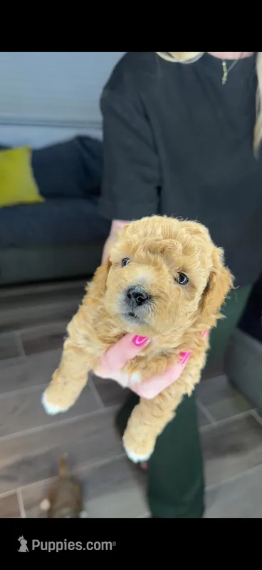 Gary – Miniature Goldendoodle puppy for sale in Miami, FL