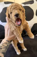 Gary, a male Miniature Goldendoodle for sale in Miami, FL – Photo 2 of 4