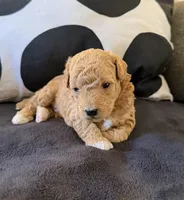 Gary, a male Miniature Goldendoodle for sale in Miami, FL – Photo 3 of 4