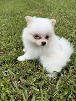 Chop-Suey, a male Pomeranian for sale in Miami, FL – 6 of 9