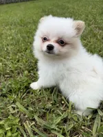 Chop-Suey, a male Pomeranian for sale in Miami, FL – 5 of 9
