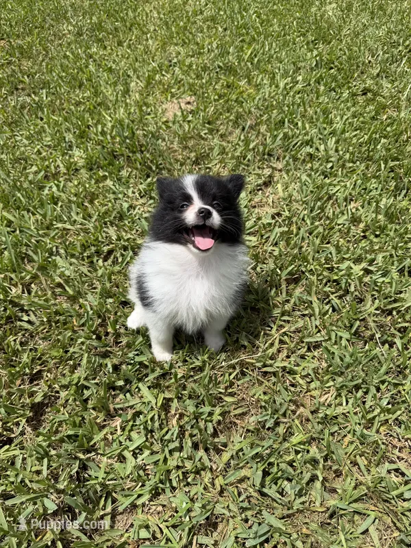 Oreo – Pomeranian puppy for sale in Miami, FL