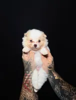 Alfredo, a male Pomeranian for sale in Miami, FL – 2 of 2
