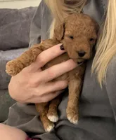 Amber Rose, a female Miniature Goldendoodle for sale in Miami, FL – Photo 3 of 4