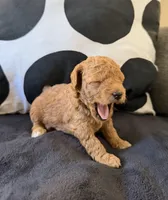 Amber Rose, a female Miniature Goldendoodle for sale in Miami, FL – Photo 4 of 4