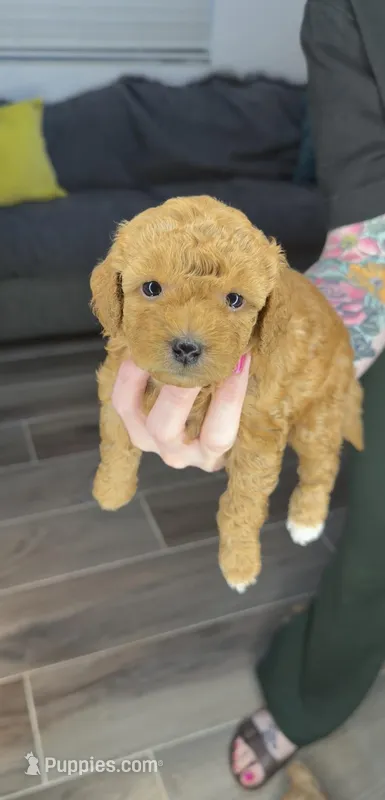 Amber Rose – Miniature Goldendoodle puppy for sale in Miami, FL