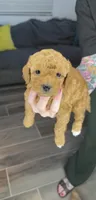 Amber Rose, a female Miniature Goldendoodle for sale in Miami, FL – Photo 1 of 4