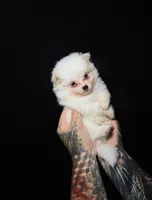 Chop-Suey, a male Pomeranian for sale in Miami, FL – 2 of 2