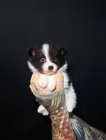 Oreo, a female Pomeranian for sale in Miami, FL – 2 of 2