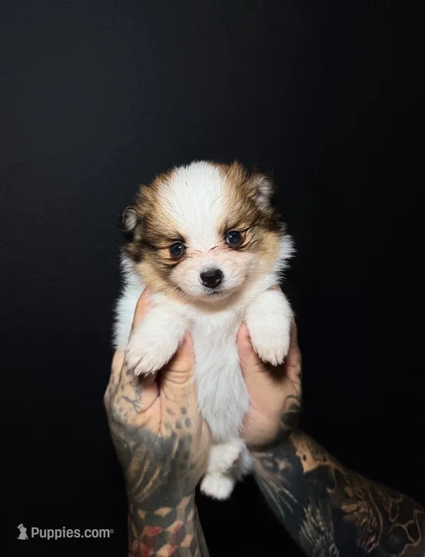Nutella – Pomeranian puppy for sale in Miami, FL
