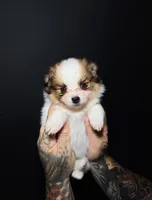 Nutella, a female Pomeranian for sale in Miami, FL – 1 of 2