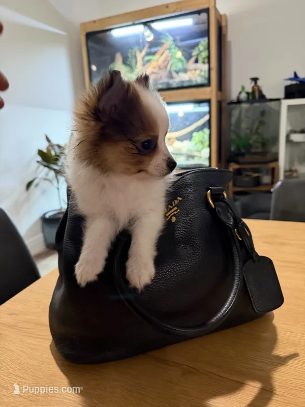 Nutella – Pomeranian puppy for sale in Miami, FL