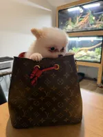 Chop-Suey, a male Pomeranian for sale in Miami, FL – 1 of 9