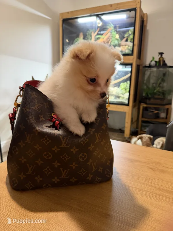 Alfredo – Pomeranian puppy for sale in Miami, FL