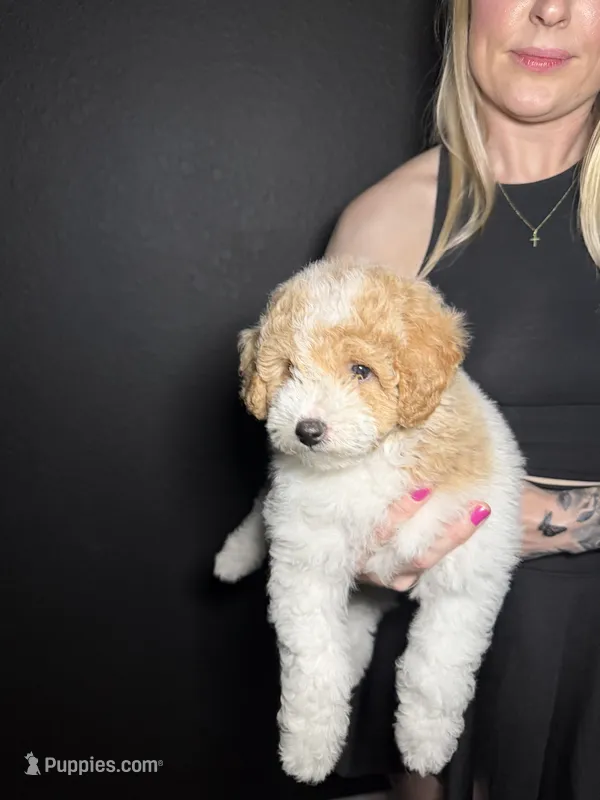 Snow – Goldendoodle, Poodle - Toy  puppy for sale in Miami, FL