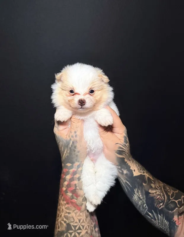 Alfredo – Pomeranian puppy for sale in Miami, FL