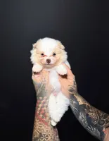 Alfredo, a male Pomeranian for sale in Miami, FL – 1 of 2