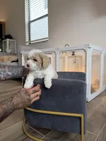 Snow, a male Goldendoodle and Poodle - Toy  for sale in Miami, FL – Photo 8 of 10