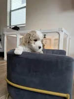 Snow, a male Goldendoodle and Poodle - Toy  for sale in Miami, FL – Photo 10 of 10