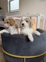 Snow, a male Goldendoodle and Poodle - Toy  for sale in Miami, FL – Photo 6 of 10