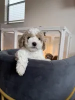 Snow, a male Goldendoodle and Poodle - Toy  for sale in Miami, FL – Photo 9 of 10