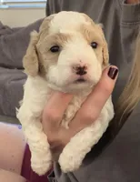 Snow, a male Miniature Goldendoodle for sale in Miami, FL – Photo 2 of 4