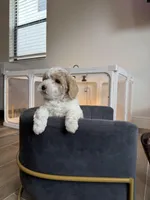 Snow, a male Goldendoodle and Poodle - Toy  for sale in Miami, FL – Photo 5 of 10