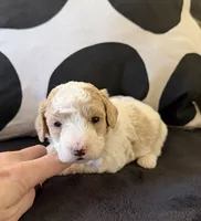Snow, a male Miniature Goldendoodle for sale in Miami, FL – Photo 3 of 4