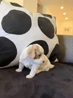 Snow, a male Miniature Goldendoodle for sale in Miami, FL – Photo 4 of 4