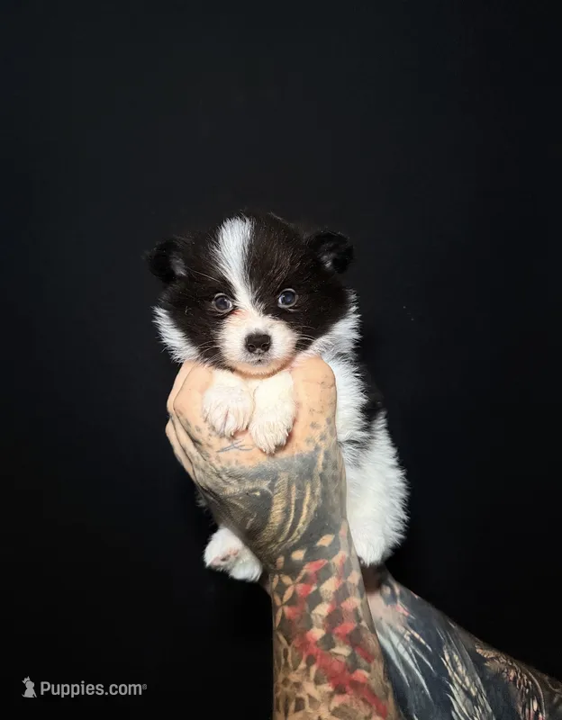 Oreo – Pomeranian puppy for sale in Miami, FL