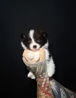 Oreo, a female Pomeranian for sale in Miami, FL – 1 of 2
