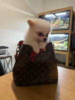 Chop-Suey, a male Pomeranian for sale in Miami, FL – 4 of 9