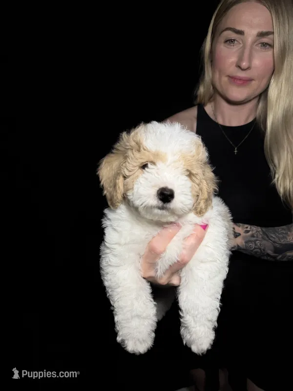 Flake – Miniature Goldendoodle puppy for sale in Miami, FL