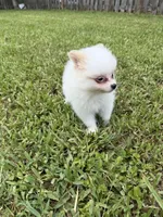 Chop-Suey, a male Pomeranian for sale in Miami, FL – 8 of 9