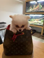 Chop-Suey, a male Pomeranian for sale in Miami, FL – 9 of 9