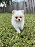 Chop-Suey, a male Pomeranian for sale in Miami, FL – 7 of 9