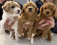 Flake, a male Miniature Goldendoodle for sale in Miami, FL – Photo 2 of 4