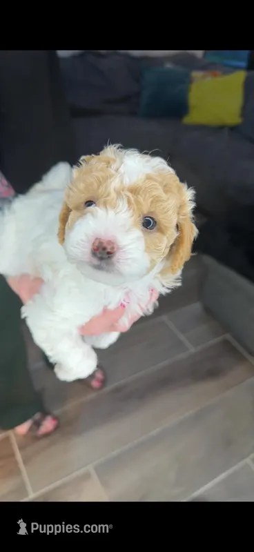 Flake – Miniature Goldendoodle puppy on hold in Miami, FL