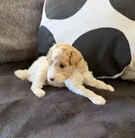 Flake, a male Miniature Goldendoodle for sale in Miami, FL – Photo 3 of 4