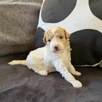 Flake, a male Miniature Goldendoodle for sale in Miami, FL – Photo 4 of 4