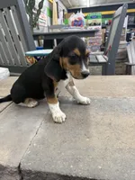 Sammy, a female Beagle for sale in Benton, IL – 3 of 4