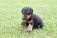 AKC Xaviar, a male Airedale Terrier for sale in Benton, IL – 2 of 4