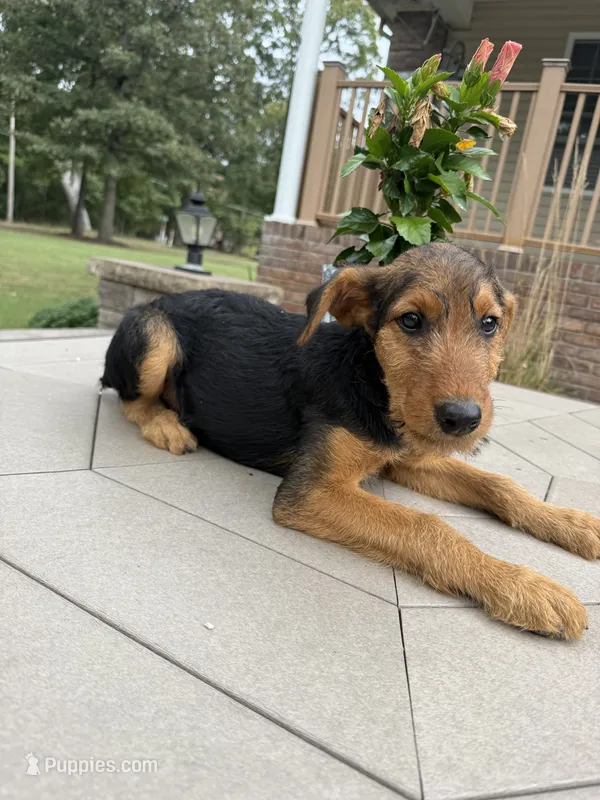 AKC Dolly  – Airedale Terrier puppy for sale in Benton, IL