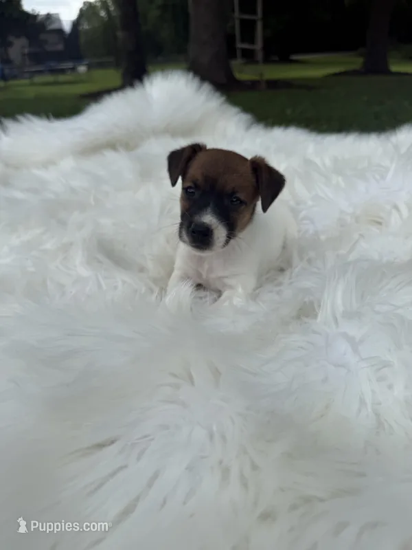 UKC Zane  – Jack Russell Terrier puppy for sale in Benton, IL