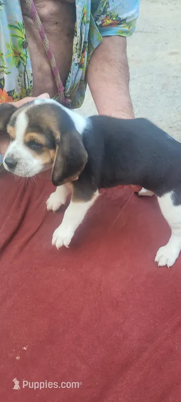 AKC Tia – Beagle puppy for sale in Benton, IL