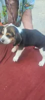 AKC Tia, a female Beagle for sale in Benton, IL – 1 of 3